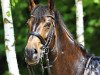 dressage horse Fernando 643 (Westphalian, 2004, from Fürst Piccolo)