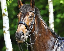 dressage horse Fernando 643 (Westphalian, 2004, from Fürst Piccolo)