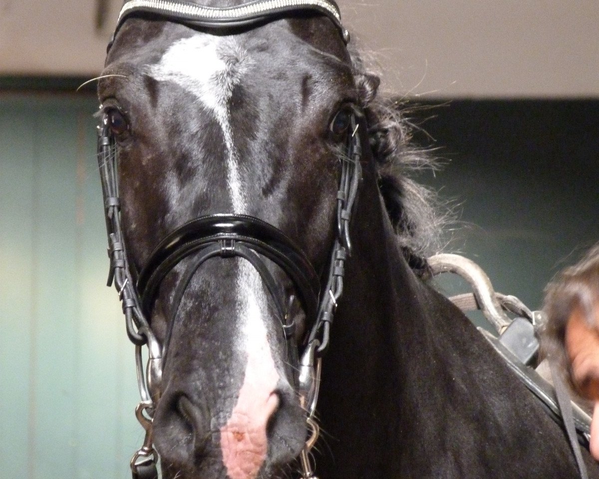 Dressurpferd Ticko Tc (Oldenburger, 2012, von Totilas)