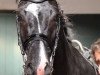 dressage horse Ticko Tc (Oldenburg, 2012, from Totilas)