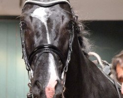 dressage horse Ticko Tc (Oldenburg, 2012, from Totilas)