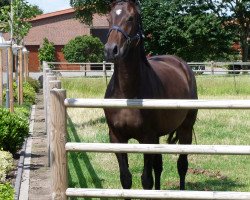 horse Finest Ellie (Oldenburger, 2011, from Zhivago)