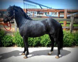 Pferd Jowout's Blacky (New-Forest-Pony, 2011, von Haywards Guardsman)