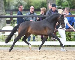 Deckhengst Cassius D.J. (New-Forest-Pony, 2011, von Calimero)