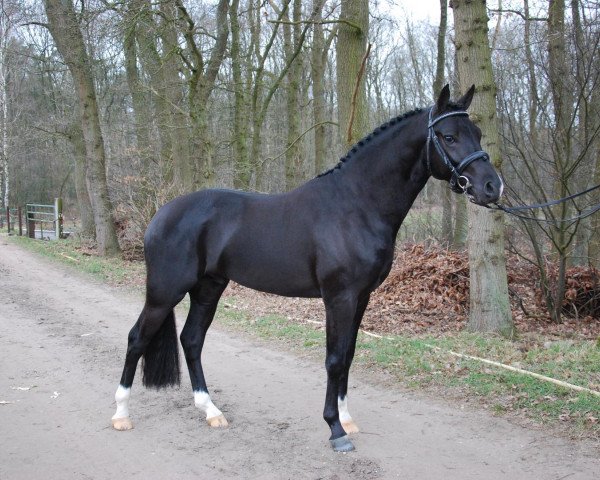 stallion Hattrick Voque (New Forest Pony, 2010, from Kantje's Armando)