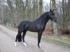 stallion Hattrick Voque (New Forest Pony, 2010, from Kantje's Armando)