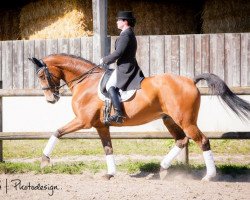 dressage horse Cataldo 4 (German Sport Horse, 2004, from Caretello B)