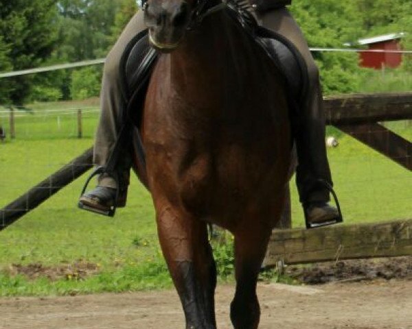 broodmare Ricarda (Hessian Warmblood, 1995, from Rabanus)