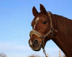 Springpferd Landstreicher (Hessisches Warmblut, 2002, von Landor S)