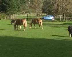 Pferd Ari (Haflinger, 1993, von Andrang)