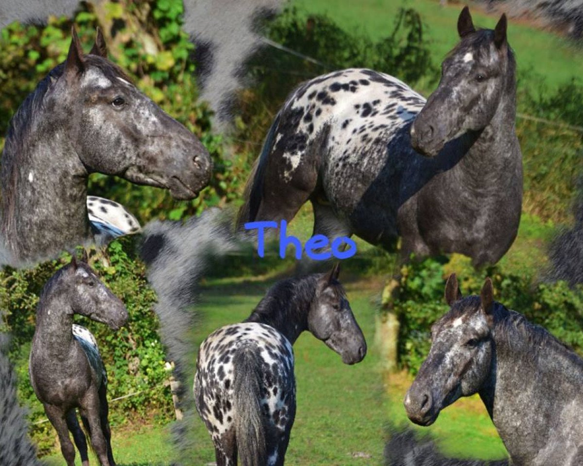 stallion Theo (Pinto, 2011)