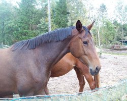 Pferd Diane (Trakehner, 2010, von Mendelsohn)