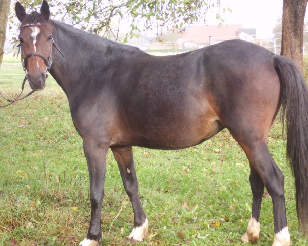 horse Daisy (Little German Riding Horse, 2010)