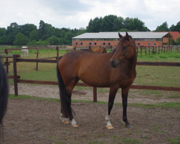 broodmare Chanel (German Riding Pony, 2008, from Dornik Boy)