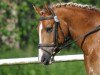 dressage horse Pirat 256 (German Riding Pony,  )