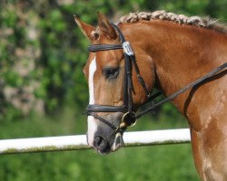 Dressurpferd Pirat 256 (Deutsches Reitpony,  )