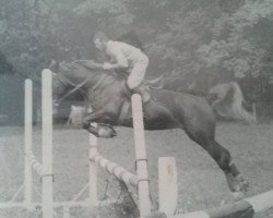 broodmare Carola (Gelderland, 1961, from Silvester)