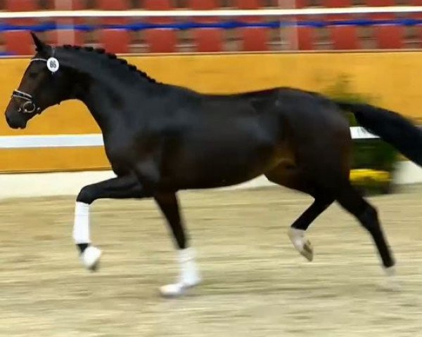 stallion Foxtrot (Hanoverian, 2012, from Foundation 2)