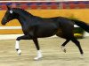 stallion Foxtrot (Hanoverian, 2012, from Foundation 2)