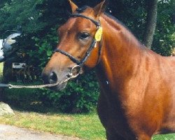 horse Angels Ditch V.I.P. (New Forest Pony, 1995, from Arenberg's Maurits)