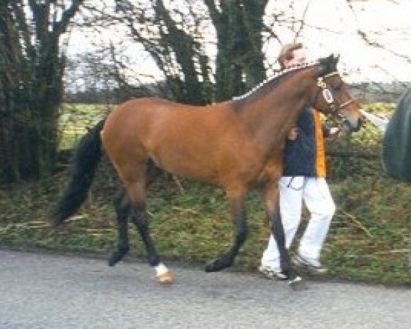 Pferd Angels Ditch Tiny Tim (New-Forest-Pony, 1994, von Chungel Fury)