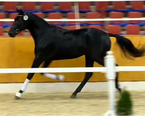 horse Billy Talent 5 (Oldenburg, 2012, from Boston)