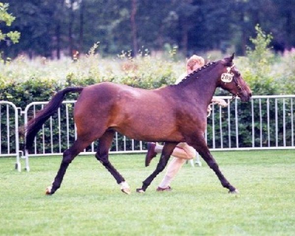 Pferd Angels Ditch Victoria (New-Forest-Pony, 1989, von Robijn)