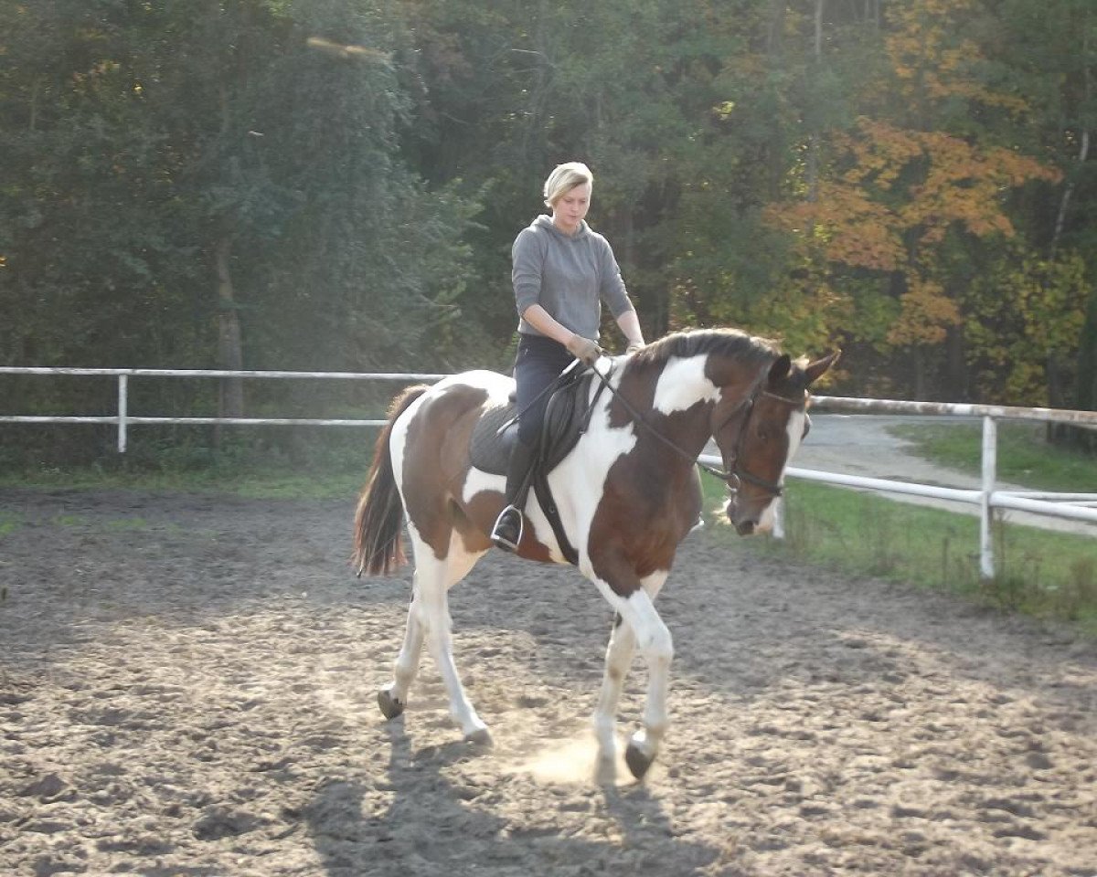 horse Bonus (Polish Warmblood, 2009)