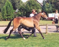 broodmare Angels Ditch Ariël Today (New Forest Pony, 1996, from Valentino)