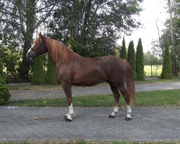 Pferd Perfect (Polnisches Warmblut, 2008)