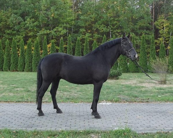 horse Piko (Polish Warmblood, 2007)