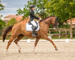 dressage horse Benaglio's FH (Oldenburg, 2011, from Breitling W)