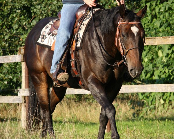 Pferd Hollywoods Cody Chex (Quarter Horse, 2008)