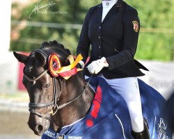 dressage horse Gerne Gross Vdh (German Riding Pony, 2014, from HET Golden Dream)