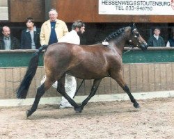 broodmare Angels Ditch Sevenline (New Forest Pony, 1978, from Oosterbroek Arthur)