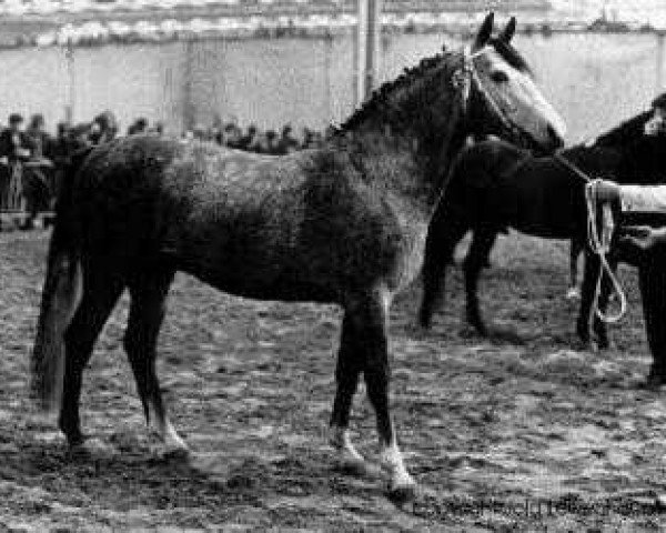 stallion Alexander (New Forest Pony, 1967, from Prescott Julian)