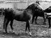 Deckhengst Alexander (New-Forest-Pony, 1967, von Prescott Julian)