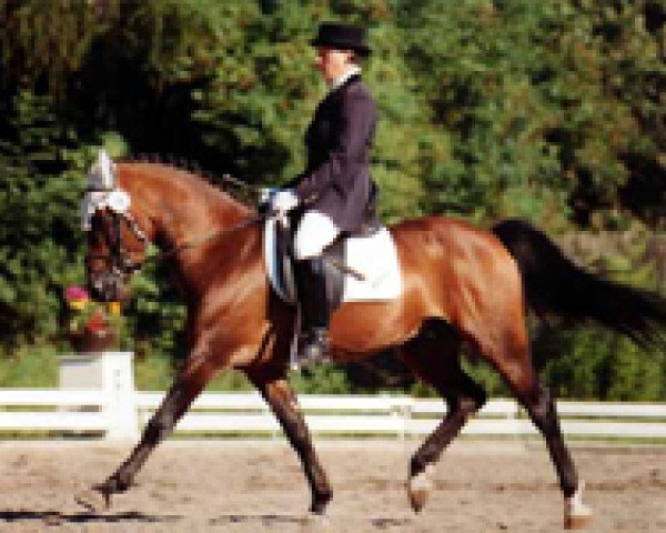 stallion Alibaba (New Forest Pony, 1990, from Askan)