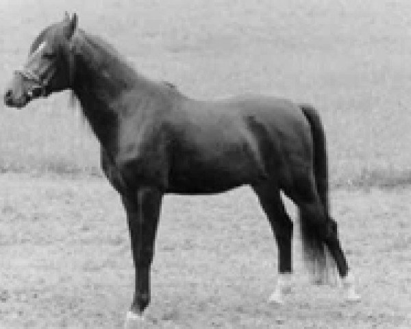 Pferd Isarons Napoli (New-Forest-Pony, 1989, von Northfort)