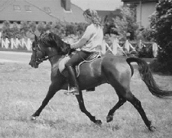 stallion Askan (New Forest Pony, 1982, from Antonio)