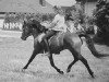 stallion Askan (New Forest Pony, 1982, from Antonio)