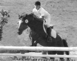 stallion Dury (New Forest Pony, 1978, from Don Juan)