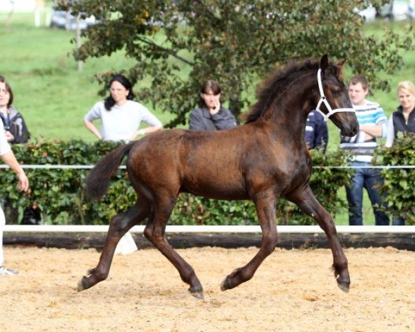 stallion Thom vom Bibertal (Friese, 2014, from Uldrik 457)