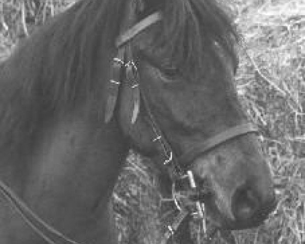 broodmare Gonda S (New Forest Pony,  , from Merrie Mistral)