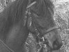 Zuchtstute Gonda S (New-Forest-Pony,  , von Merrie Mistral)