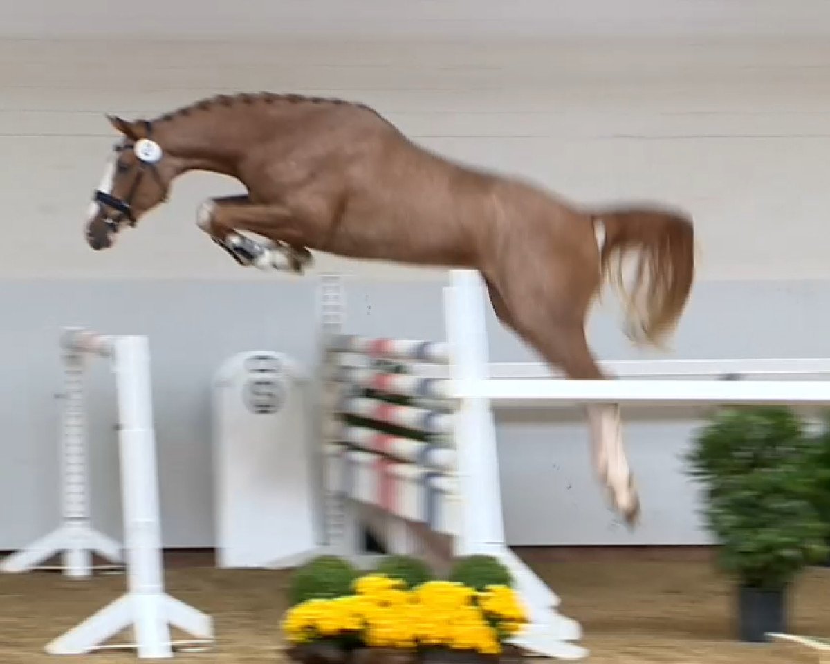 stallion Atlantus Blue (Oldenburg show jumper, 2012, from Jumex Sport Atlantus)