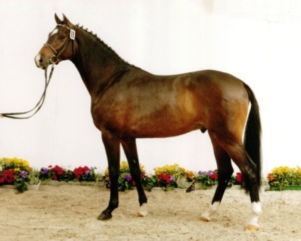 stallion Carentan (Holsteiner, 2003, from Caretino)