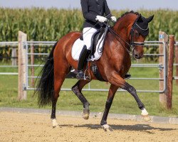 dressage horse Gambler 66 (KWPN (Royal Dutch Sporthorse), 2011, from Spielberg)