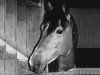 stallion Don Juan (New Forest Pony, 1974, from Dorian)