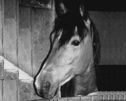 stallion Don Juan (New Forest Pony, 1974, from Dorian)